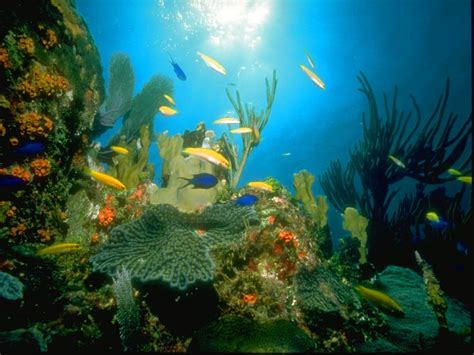 Free Animated Underwater Wallpaper Wallpapersafari