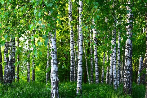 Forests As Carbon Sinks American Forests