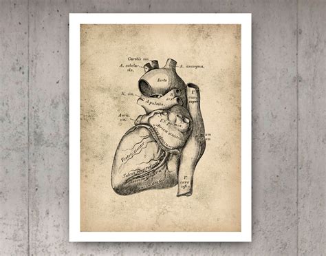 Vintage Heart Anatomy Poster Cardiology Art Medical Art Clinic Etsy