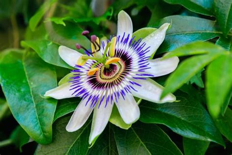 However it is improved by. Passion Flower Care & UK Growing Tips | UpGardener™