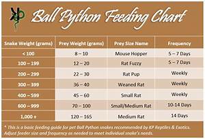 Ball Pythons Care Feeding Guide Kp Exotics