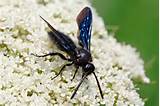 Pictures of A Black Wasp