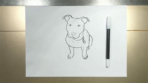 How To Draw Pitbull In Minutes Youtube