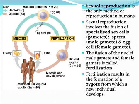 Sexual Reproduction An Overview Stages And Its Process Photos