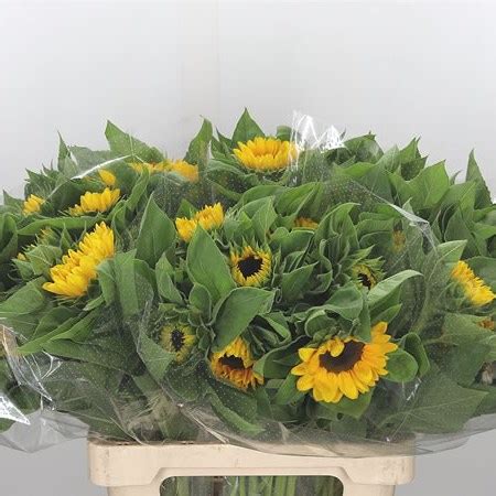 Sunflowers Vincent S Choice 65cm Wholesale Dutch Flowers Florist
