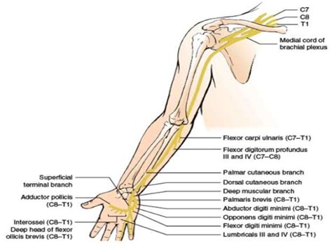 Ulnar Nerve Orgin Course Branches And Applied Anatomy