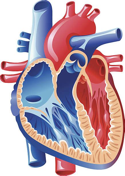 20 Cardiac Notch Illustrations Illustrations Royalty Free Vector