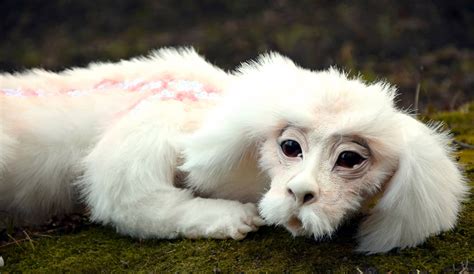 You Can Get A Falkor The Luck Dragon From The Neverending Story That
