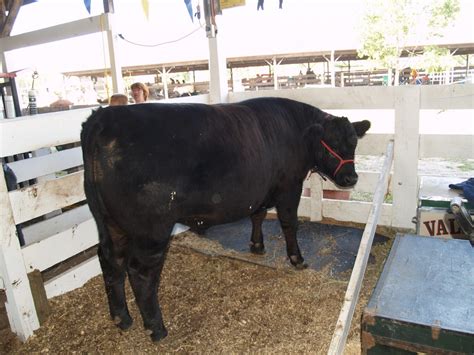 How To Determine If Cattle Are Bulls Steers Cows Or Heifers Farm