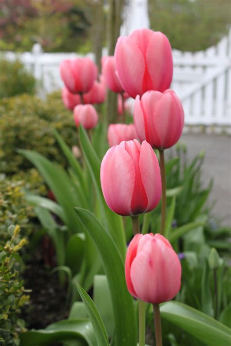 Christmas Time 2019 Spring Flowers Tulips Flowers