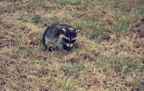 How To Stop Raccoons Digging Up Your Lawn
