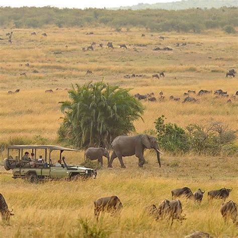 Serengeti Safari In Tanzania Safari Information For Your Serengeti