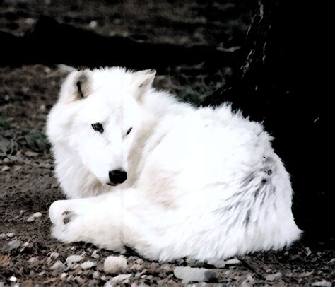 The white pup is snowshoe and the brown pup is rex. Wolves of Yellowstone RP - Role play information: Female ...
