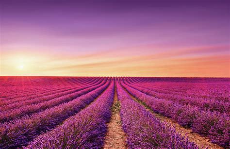 Lavender Fields At Sunset Provence France Photograph By Stefano Orazzini
