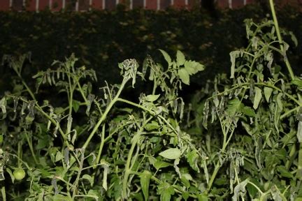 Typically the late frosts we receive after our average last frost date aren't so severe as to kill the plant completely. Fold, Fallow and Plough: Frost Warning? I'm Just Sayin'...