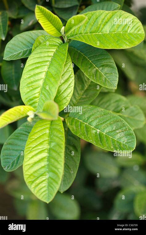 Guava Tree Hi Res Stock Photography And Images Alamy