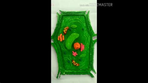 Check spelling or type a new query. Tutorial membuat model Sel Tumbuhan dari Styrofoam - YouTube