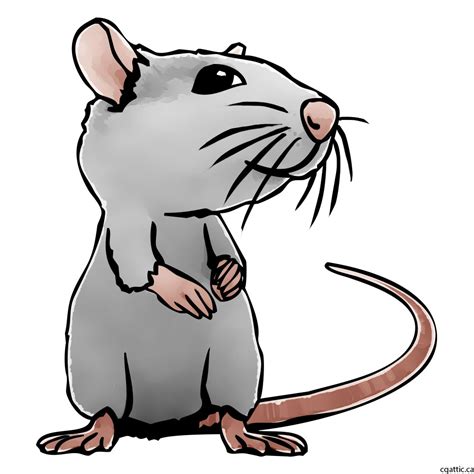 Rat Cartoon Drawing In 4 Steps With Photoshop
