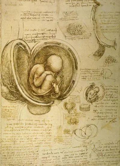 Embryon Dans Lutérus De Léonard De Vinci