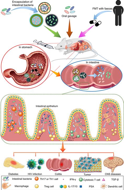 Frontiers Intestinal Bacteria Encapsulated By Biomaterials Enhance