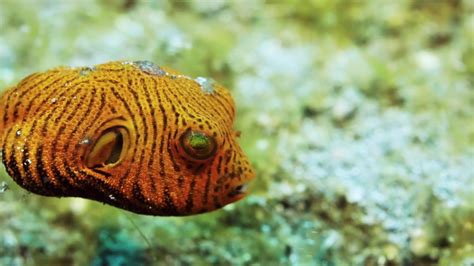 Juvenile Star Puffer Fish From Padangbai Bali Youtube