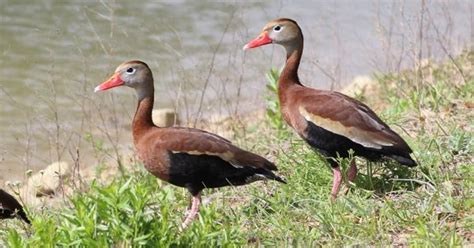 Black Bellied Whistling Duck May Be Expanding Its Range In Texas
