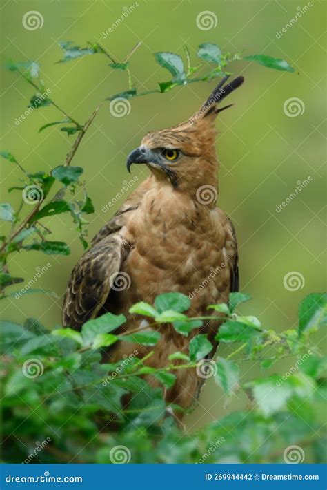 Javan Hawk Eagle In Artistic Blur Image Stock Photo Image Of Acting