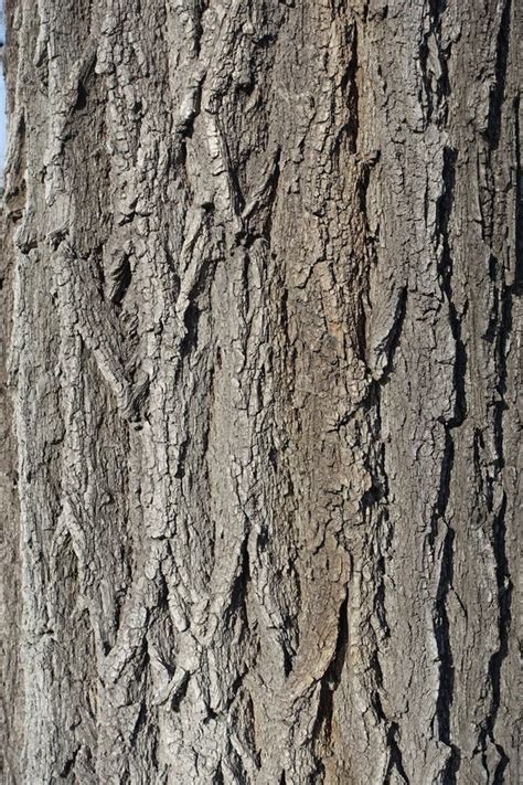 Irregular Surface Of Bark Of Black Locust Tree Stock Photo Image Of
