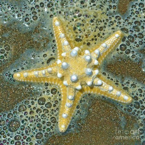 Starfish Photograph Thorny Starfish By Sandi Oreilly Starfish Art