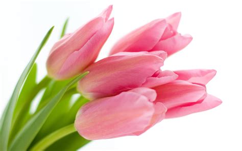 Pink Tulip Wallpapers Top Free Pink Tulip Backgrounds Wallpaperaccess