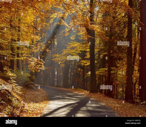 Road In Beech Forest With Sunbeams In Autumn Hohe Wart Hessentahl