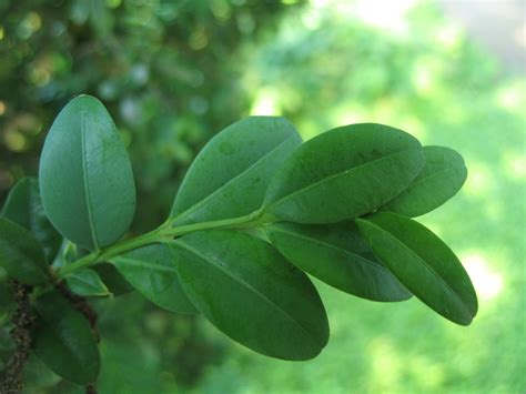 Boxwood Facts And Health Benefits