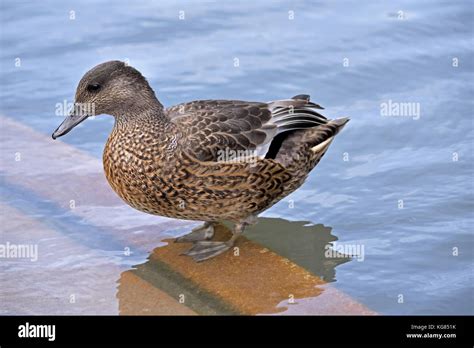 A Female Falcated Duck Mareca Falcata Standing In Shallow Water In