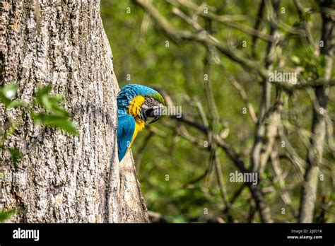 The Blue-and-yellow Macaw, Ara ararauna also known as the blue-and-gold