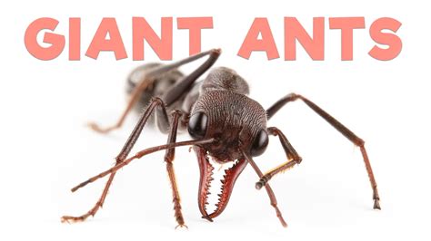 Aus Ants — The Ant Room