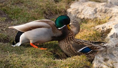 Interesting Facts About How Ducks Mate Farmhouse Guide