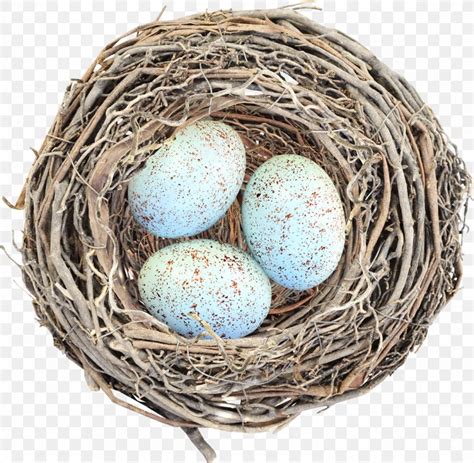 Egg Bird Nest Clip Art Png X Px Egg Bird Bird Nest