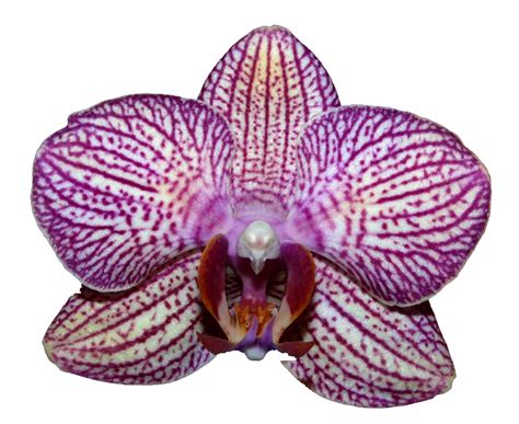 Orchid Png Precut By Photographyflower On Deviantart