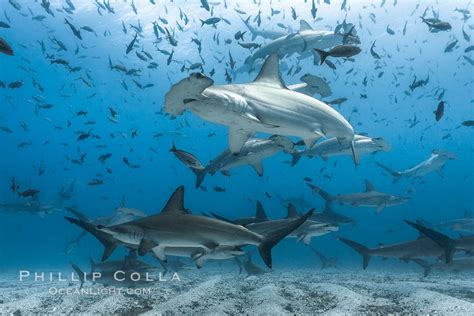Hammerhead Sharks Schooling Black And White Grainy Sphyrna Lewini