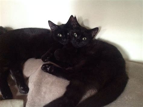 2 Black Cats For Sale Winsford Cheshire Pets4homes