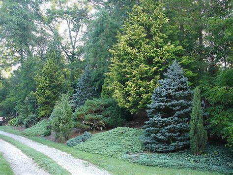 Best 8 Chic Front Yard Garden With Dwarf Pine Trees Decoredo