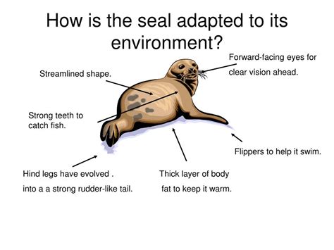 Ppt Animal Adaptations 1 Powerpoint Presentation Free Download Id