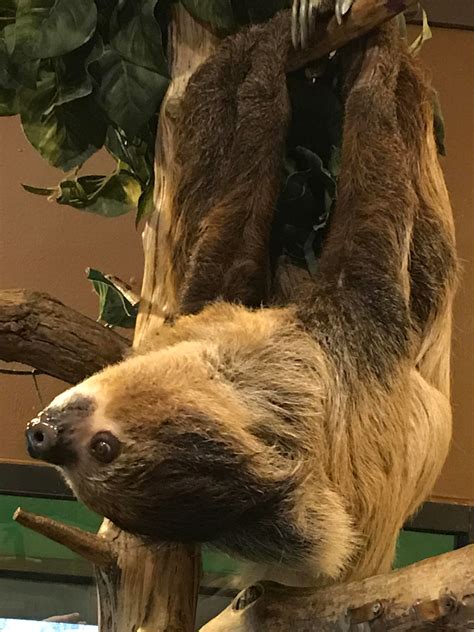 Just Hanging Upside Down 🙃 Sloths