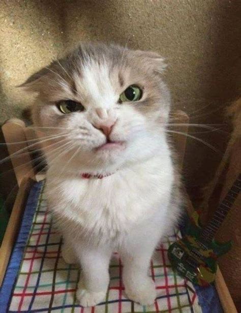 25 Grumpy Cats That Are Daring Anyone To Mess With Them Cutesypooh