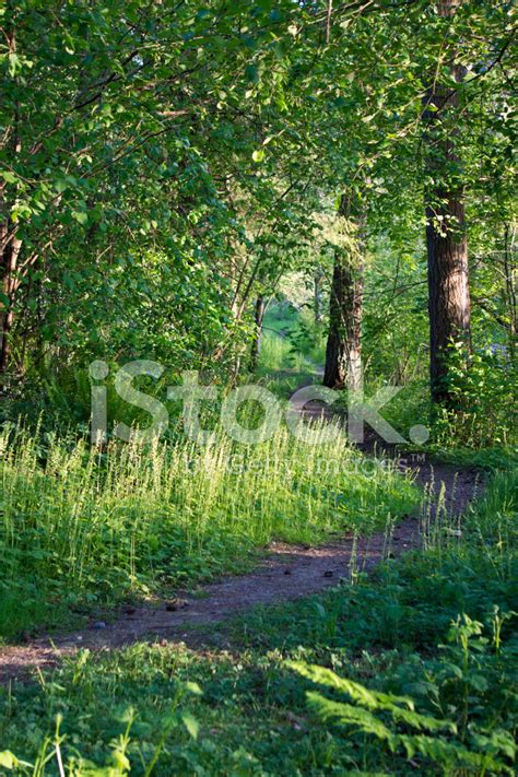 Wooded Path In Spring Stock Photo Royalty Free Freeimages