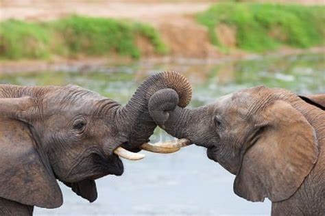 Beautiful Dangerous Wild Animals Pets Of Africa January 2012