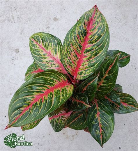 Red Emerald Aglaonema Premium 4 Or 6 Pot Etsy Plants Plant Leaves