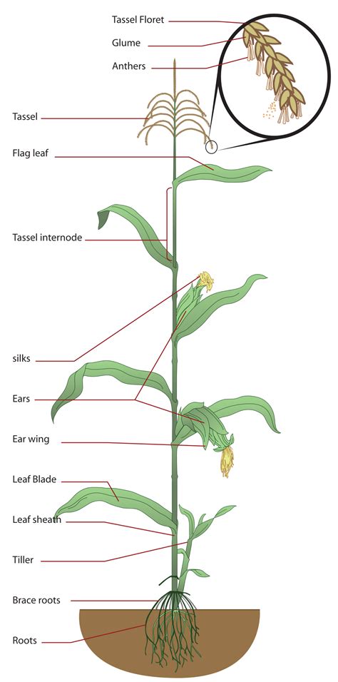 The palisade parenchyma and spongy parenchyma. File:Maize plant diagram.svg - Wikimedia Commons
