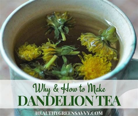 Dandelion Root Uses Benefits