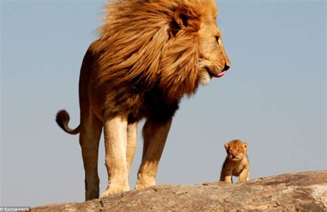 The 9 Best Dads Of The Animal Kingdom